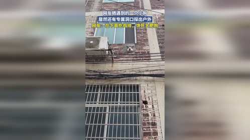 网友晒遇到的一只小狗，居然还有专属洞口探出户外，网友：在下面吃鸡排，馋死大肥狗