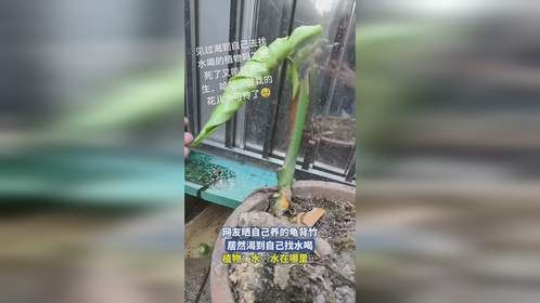 网友晒自己养的龟背竹，居然渴到自己找水喝，植物：水…水在哪里…