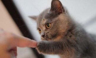 猫猫为什么夏天吃的少