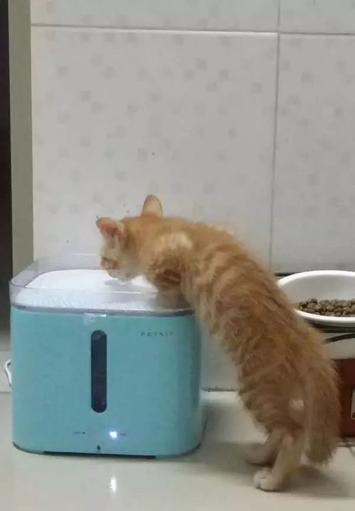 猫猫为什么夏天吃的少