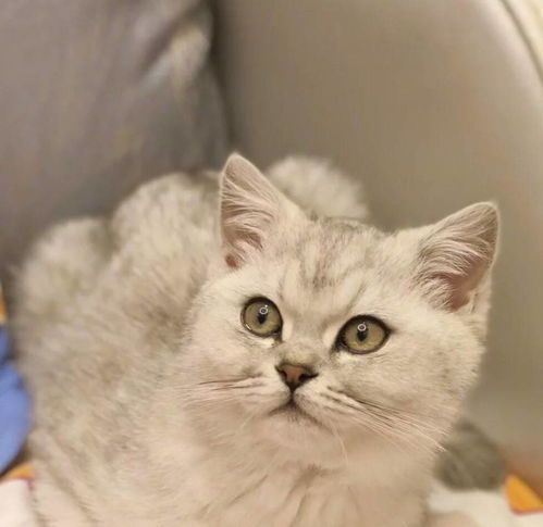 猫咪饮食:宠物猫能吃狗粮吗?