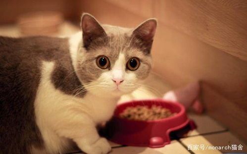 猫咪饮食:宠物猫能吃狗粮吗?