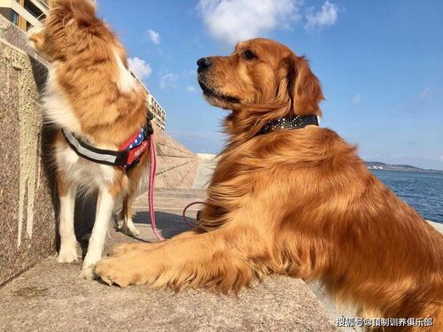 40斤金毛一天吃多少（宠物饮食指南：如何科学喂养金毛）</p>金毛犬饲养常见问题解答（金毛犬饲养指南：健康饲养技巧）