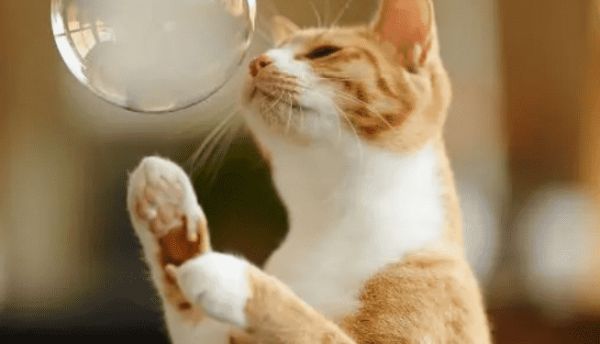 科普篇，关于猫咪体外驱虫的十问十答，让铲屎官不再被寄生虫困扰