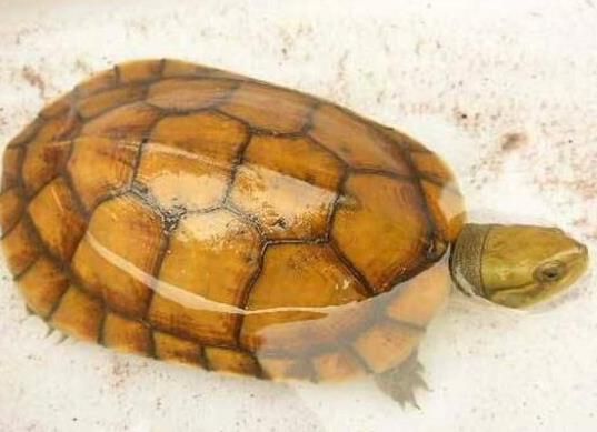 十大最值得养的乌龟排名，巴西红耳龟是淡水龟类、中华草龟分布广泛