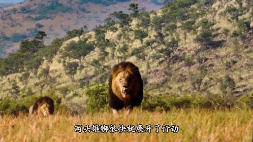 流浪雄狮入侵！狮王血战败北被逐，白狮目睹惨剧