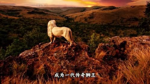 母狮产下双胞胎，其中一只居然是白狮