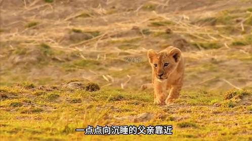 为了幼崽，母狮不得不踏入满是鳄鱼的河流