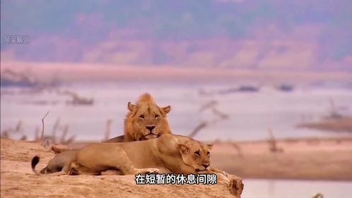 仅4岁就登上王位，暖心狮王穆辅莫的王朝保卫战