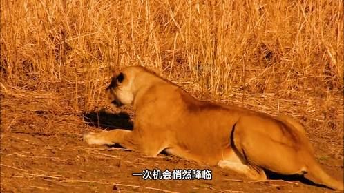 被称为最暖狮王的雄狮穆辅莫，它真的如此吗