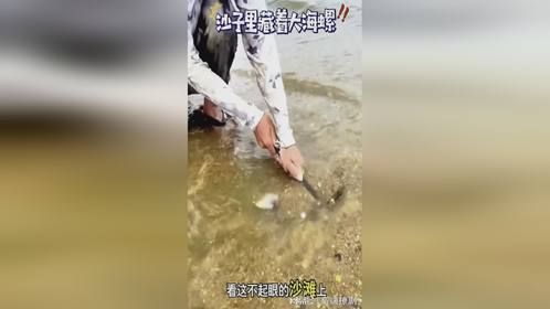 看着不起眼的沙滩上居然藏着大货啊，这大海螺可真是太精明