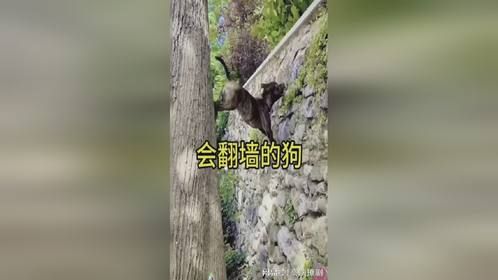 这狗还会爬墙，你怎么看呢？