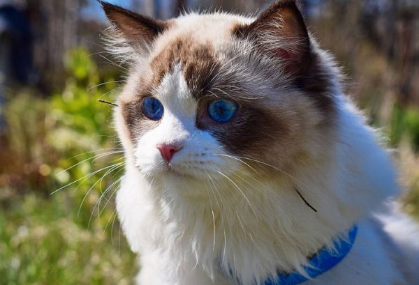 布偶猫 (Ragdoll)