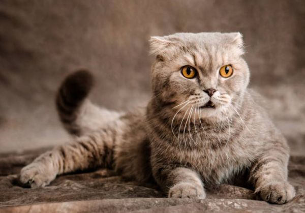 苏格兰折耳猫 (Scottish Fold)