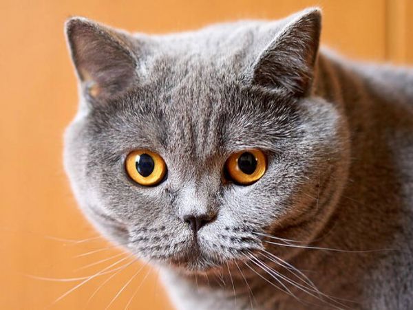 英国短毛猫 (British Shorthair)