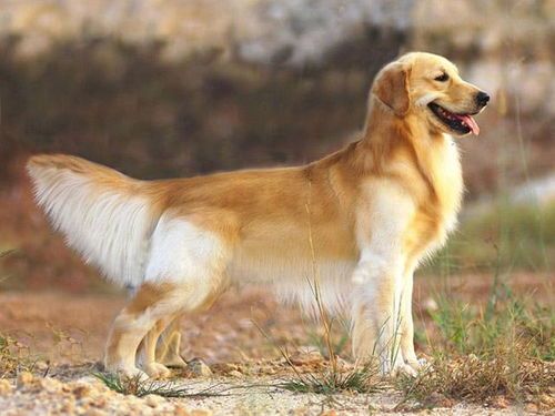 金毛犬养护秘籍，快乐生活指南