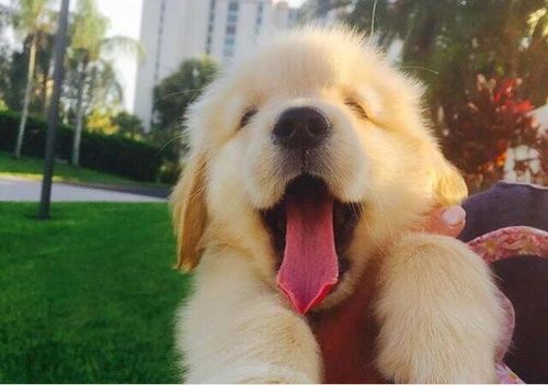 金毛犬养护秘籍,快乐生活指南