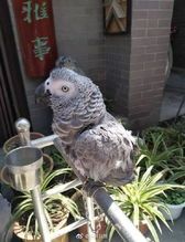 哪种鹦鹉作为宠物更安静?