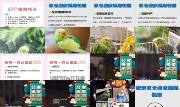 虎皮鹦鹉只认一个主人