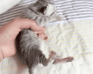 美短端午是什么意思