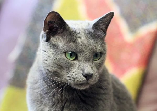 10种蓝猫品种-这些猫有华丽的蓝色皮毛
