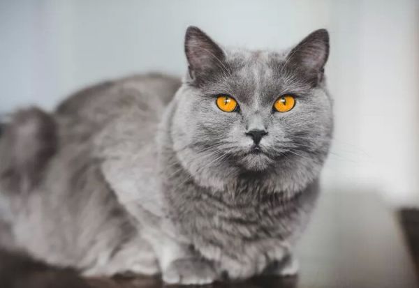 10种蓝猫品种-这些猫有华丽的蓝色皮毛