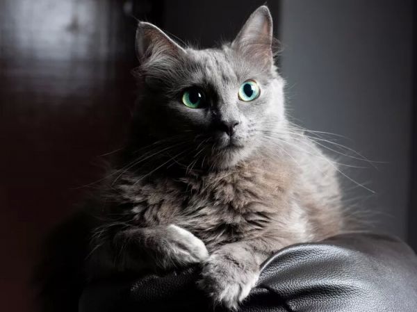 10种蓝猫品种-这些猫有华丽的蓝色皮毛