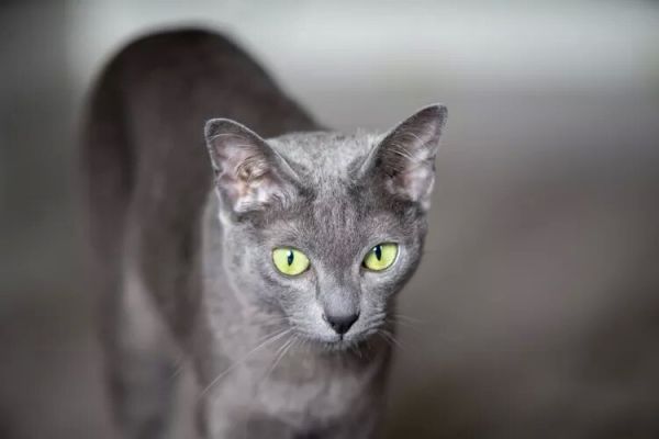 10种蓝猫品种-这些猫有华丽的蓝色皮毛