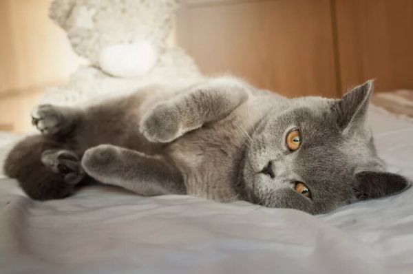 10种蓝猫品种-这些猫有华丽的蓝色皮毛