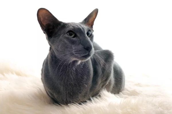 10种蓝猫品种-这些猫有华丽的蓝色皮毛