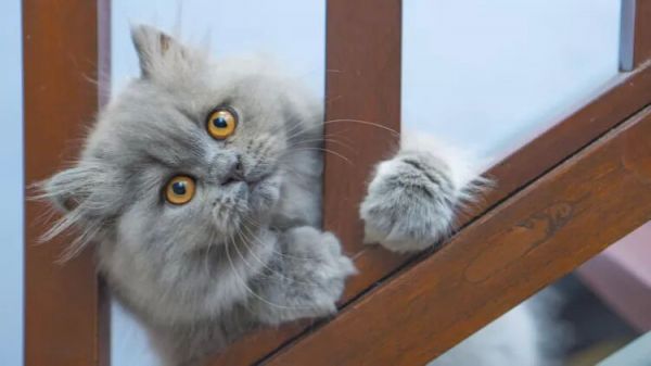 10种蓝猫品种-这些猫有华丽的蓝色皮毛