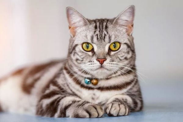 10种蓝猫品种-这些猫有华丽的蓝色皮毛