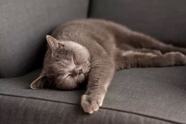 10种蓝猫品种-这些猫有华丽的蓝色皮毛