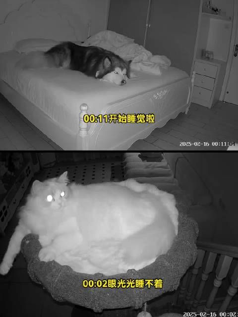 养宠监控实用场景解析,上班族、特殊需求宠物适用