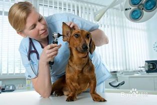 “宠物犬瘟特效治疗方案