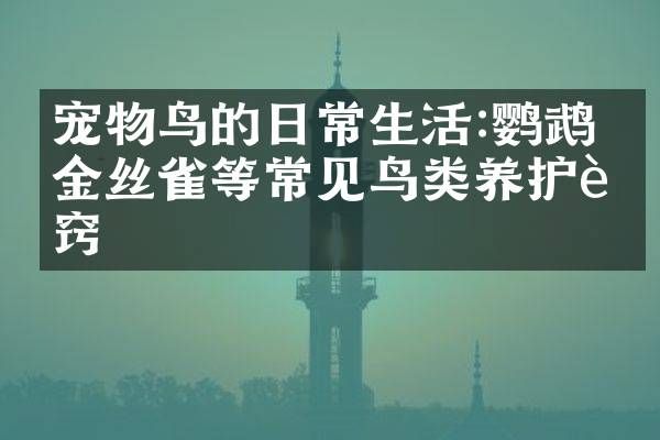 宠物鸟的日常生活:鹦鹉、金丝雀等常见鸟类养护诀窍