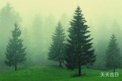 罗汉松开花兆头：自然奇观与文化寓意的交织