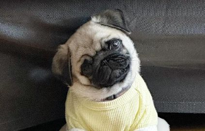 今日科普：巴哥犬的全面介绍与指南！