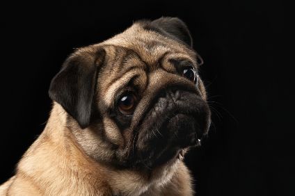 今日科普：巴哥犬的全面介绍与指南！