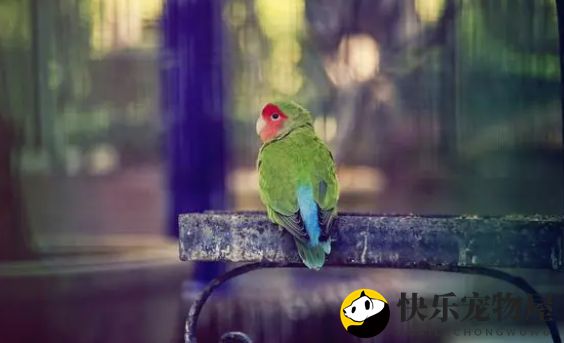 养护秘诀：如何更好地饲养相思鸟？