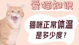 宠物体温测量方法详解