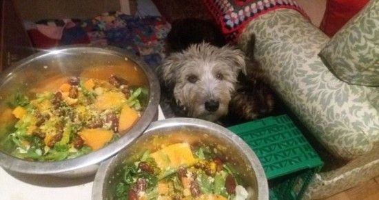 看英女子如何花式虐狗？准备终生只喂狗狗素食！