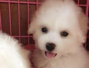 给宠物狗比熊怎么做肉