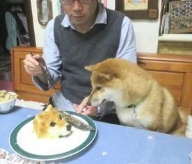 宠物狗吃的食物怎么做的