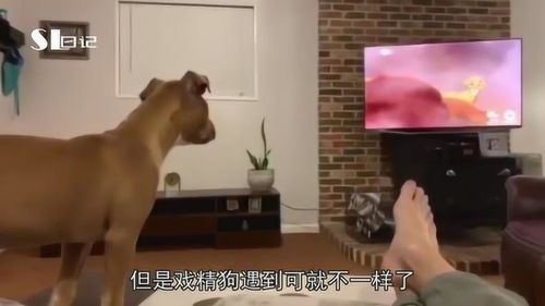 家里全是宠物狗怎么办啊