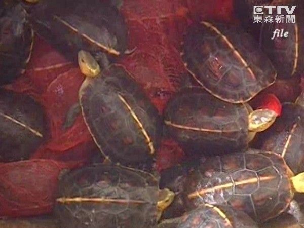 保护食蛇龟 触口建置“台湾龟类保种与研究中心”
