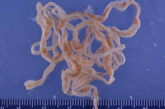 绦虫狗狗(狗狗的绦虫问题如何解决)寄生虫宠物狗