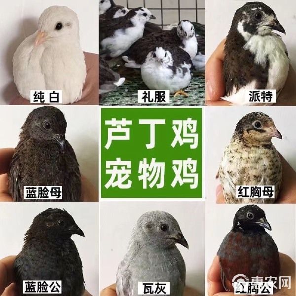 芦丁鸡迷你小鸡芦丁小鸡下蛋萌宠阳台宠物活体宠物鸡 可合作养殖