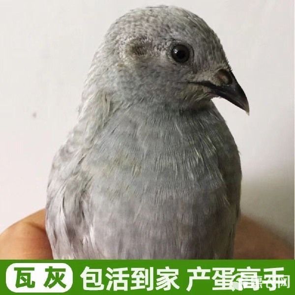 芦丁鸡迷你小鸡芦丁小鸡下蛋萌宠阳台宠物活体宠物鸡 可合作养殖