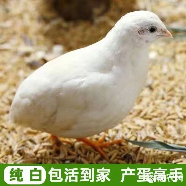 芦丁鸡迷你小鸡芦丁小鸡下蛋萌宠阳台宠物活体宠物鸡 可合作养殖